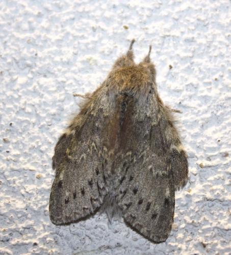 Réf. 242 691 : Stauropus fagi